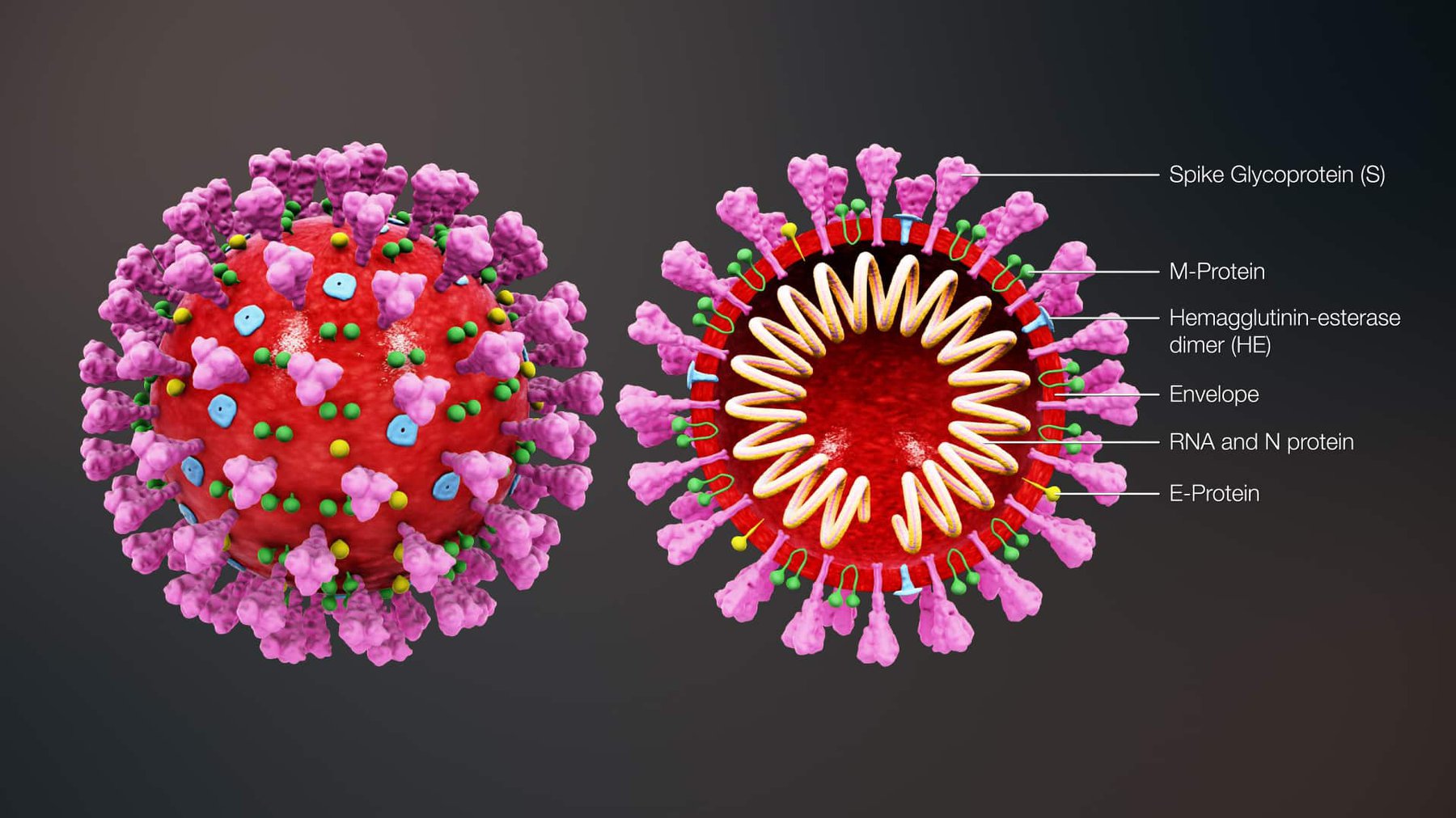 Cấu trúc của virus 2019-nCoV gây ra bệnh viêm phổi Vũ Hán