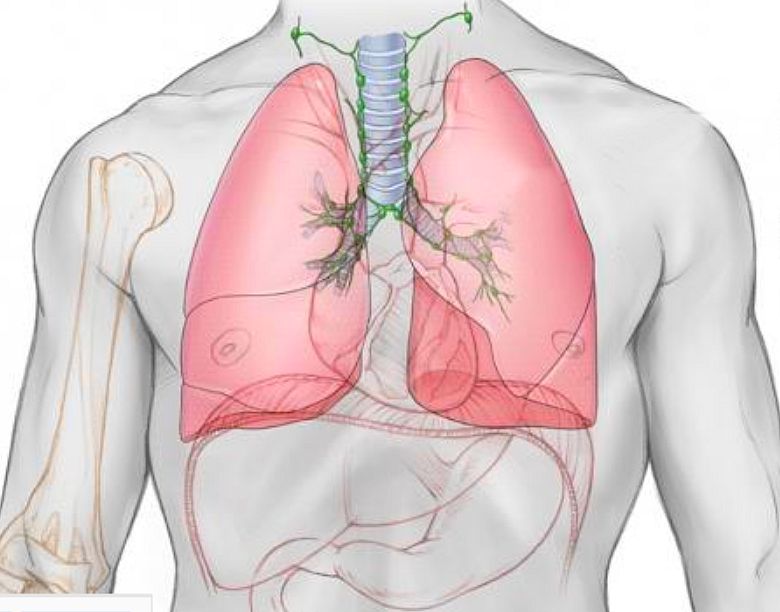 Lồng ngực, phổi