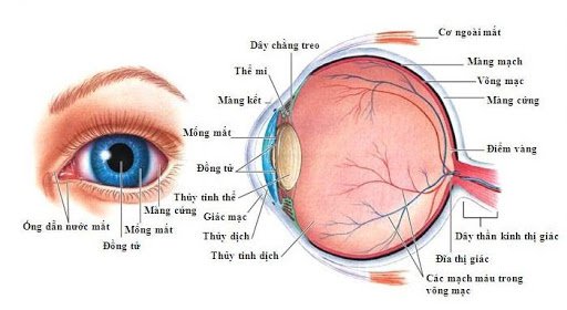 Giải phẫu mắt, cấu tạo mắt