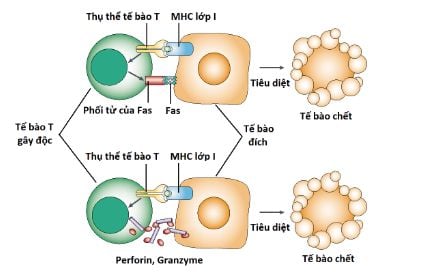 Tế bào T