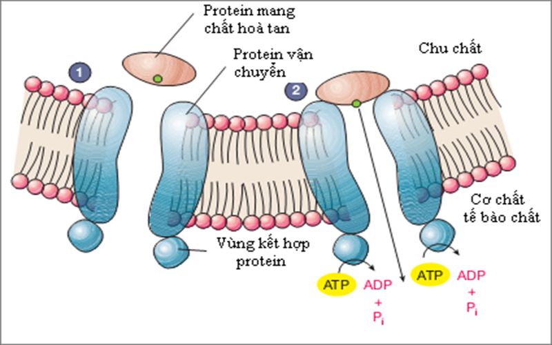 protein