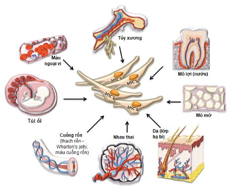 Tế bào gốc trung mô