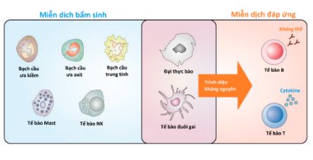 Các tế bào trong hệ miễn dịch