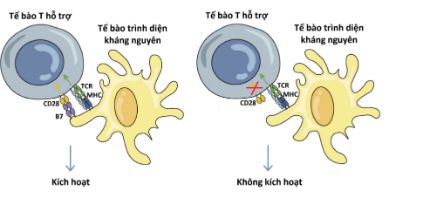 Quá trình kích hoạt tế bào T hỗ trợ