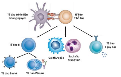 Chức năng chính của tế bào T hỗ trợ