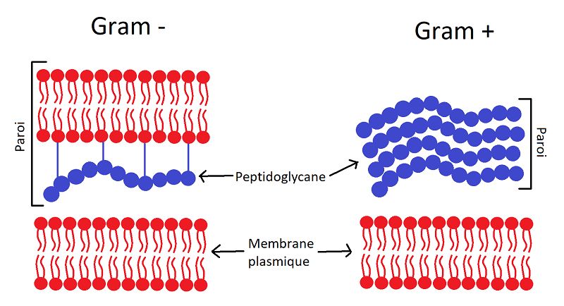 Cấu trúc lớp vách khác nhau giữa các vi khuẩn Gram dương và Gram âm