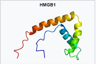HMGB1
