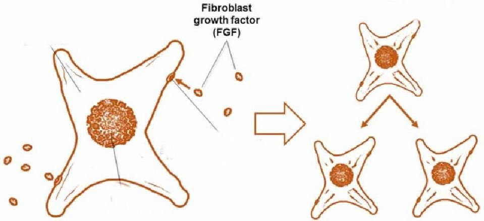 FGF (fibroblast growth factor – yếu tố tăng trưởng tế bào sợi)