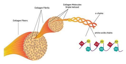 Collagen