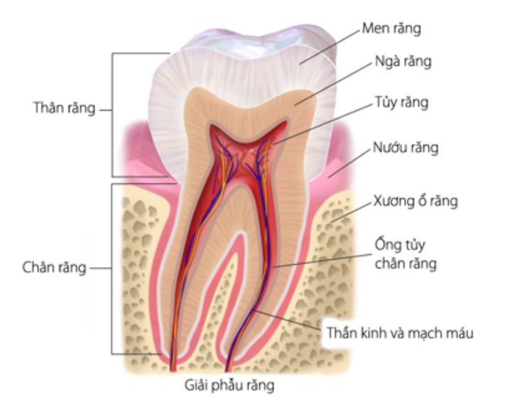 Giải phẫu răng
