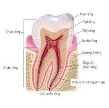 Giải phẫu răng