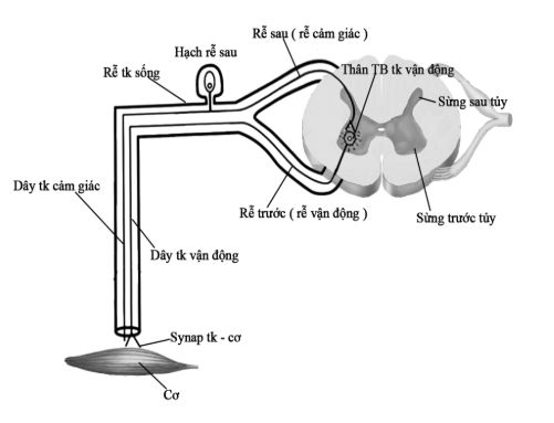 Hệ thần kinh ngoại biên