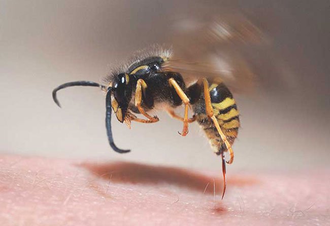 Hình ảnh loài ong vò vẽ