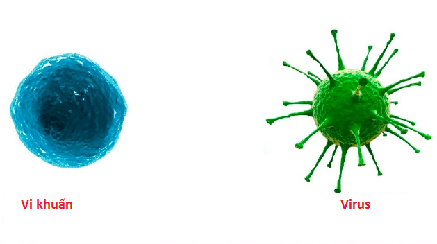 Nhiễm trùng do vi khuẩn và virus