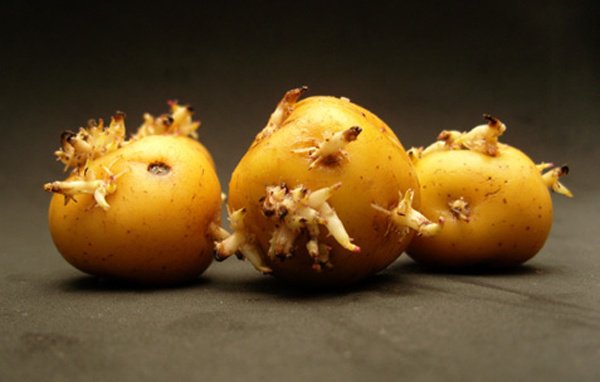Khoai tây mọc mầm là một trong những dấu hiệu của khoai tây đã hỏng