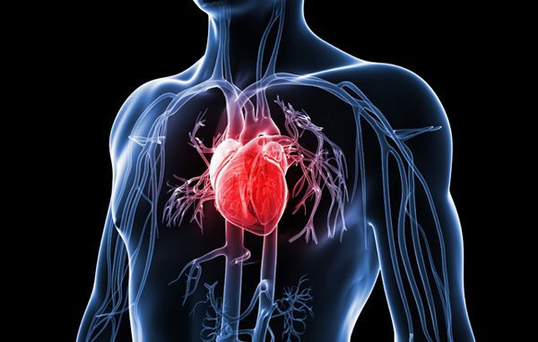 Cách trái tim hoạt động và bơm máu khắp cơ thể