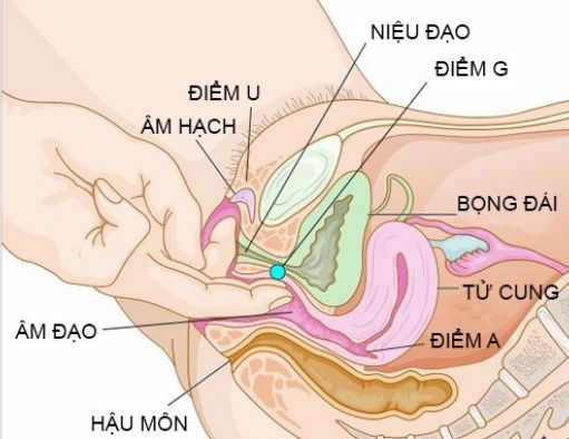 Hướng dẫn cách đặt viên thuốc phụ khoa đúng cách