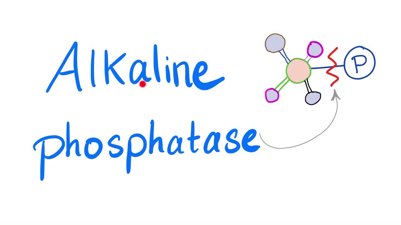 Alkaline phosphatase