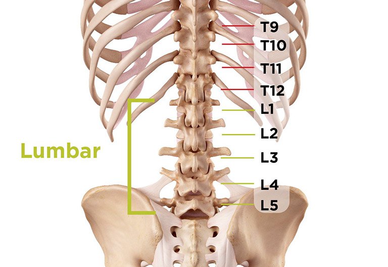 Hình ảnh giải phẫu cột sống thắt lưng