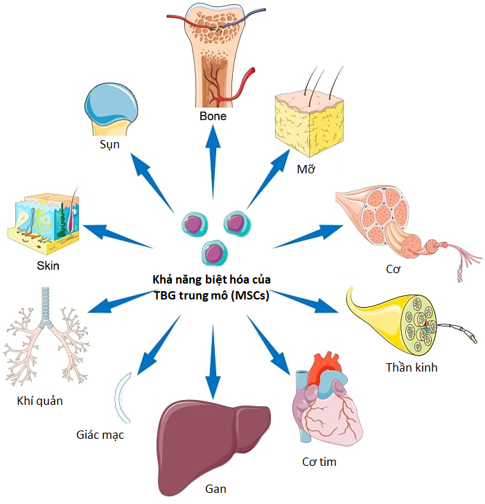 Tế bào gốc trung mô dây rốn trong điều trị loạn sản phế quản phổi