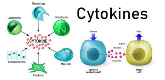Hội chứng cơn bão cytokine