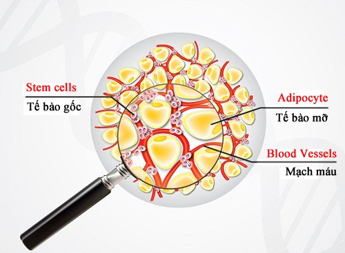 tế bào gốc từ mô mỡ