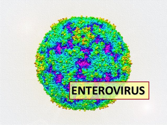 Enterovirus A71 EV71 E71