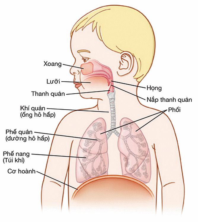 hệ hô hấp trẻ