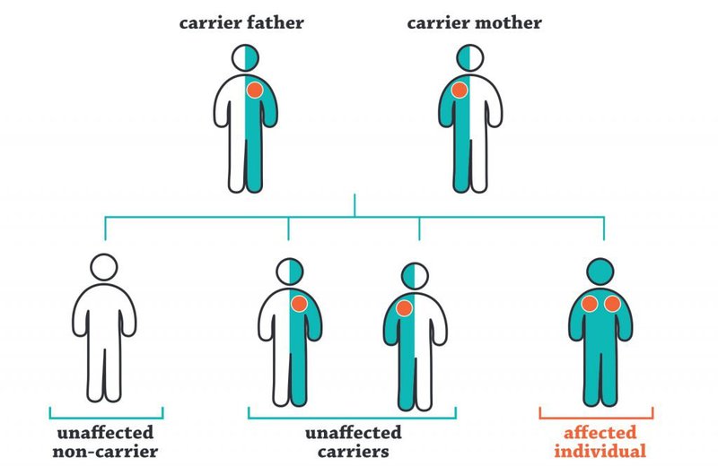 Sàng lọc người mang gen (carrier screening)