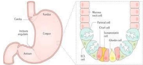 Tế bào thành (Parietal cell) của dạ dày, nơi xảy ra các phản ứng tự miễn