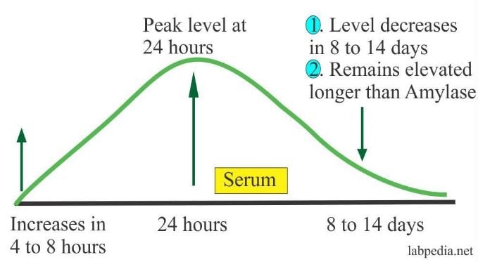 Significance Of Elevated Amylase And Lipase Activity - Infoupdate.org
