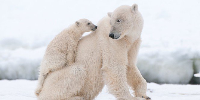 Gấu Bắc Cực có lớp da đen dưới lông giúp giữ ấm