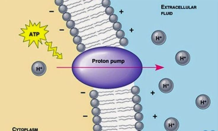 Thuốc ức chế bơm proton (PPI)