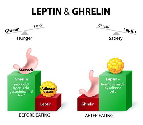 Hai loại hormone ghrelin và leptin đều đóng vai trò lớn trong sự thèm ăn của bạn