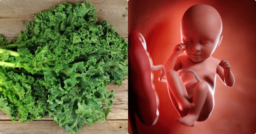 Có thể ăn cải xoăn khi đang mang thai hoặc sau sinh con?