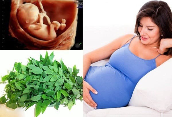 Ăn rau ngót khi mang thai