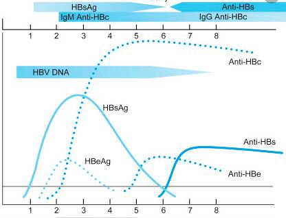 Anti hepatitis B core - Kháng thể kháng đặc hiệu kháng thể lõi của virus HBV