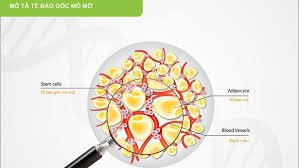 Tế bào gốc từ mô mỡ và PRP kích thích sự hình thành các cấu trúc giống mạch máu trong mẫu tái tạo da