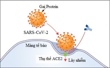 Hình 1. Thụ thể ACE2 đóng vai trò trong việc dẫn dắt SARS-CoV-2 xâm nhập vào bên trong tế bào
