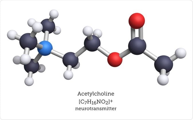 Hormone acetylcholine