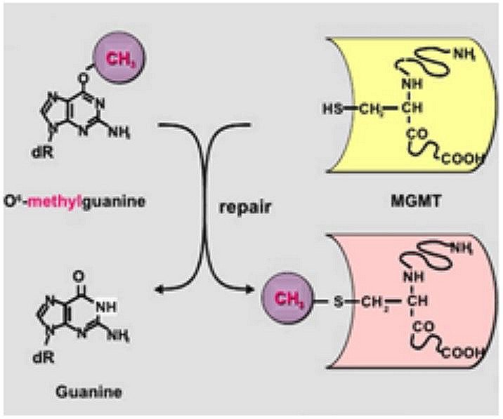 Gen MGMT (O6-alkyl guanine DNA acyltransferase)