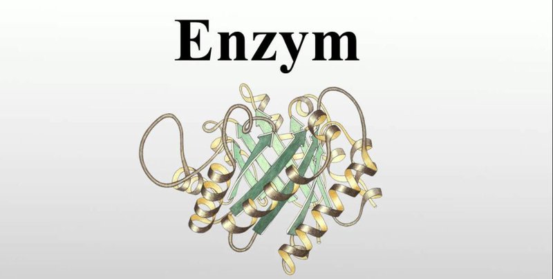 Enzym 1