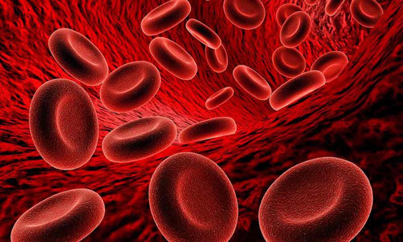 tôm hùm giúp tăng tế bào hồng cầu