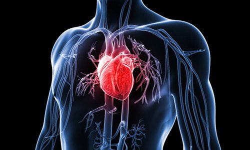 Trung bình trái tim đập khoảng hai nghìn tỷ lần