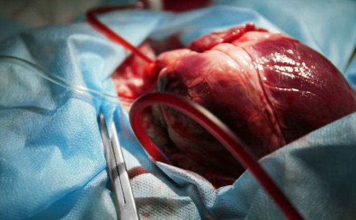 Trái tim có thể tiếp tục đập ngay cả khi nó được tách rời khỏi cơ thể