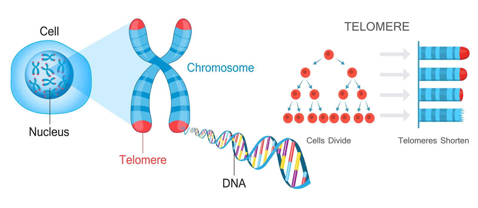 Cấu trúc telomere