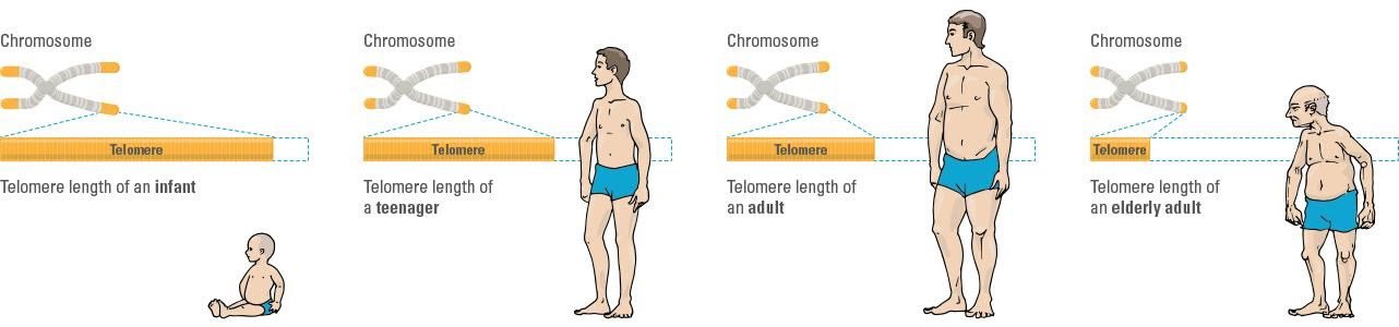 Sự ngắn dần telomere