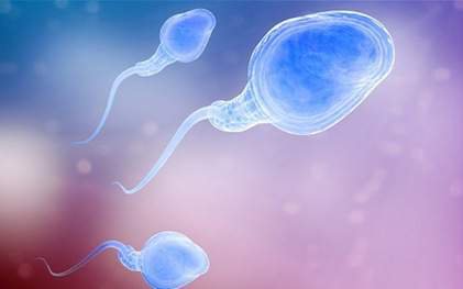 Sàng lọc tinh trùng thì xác suất sinh con như thế nào?