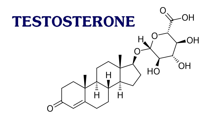 Gừng và Testosterone