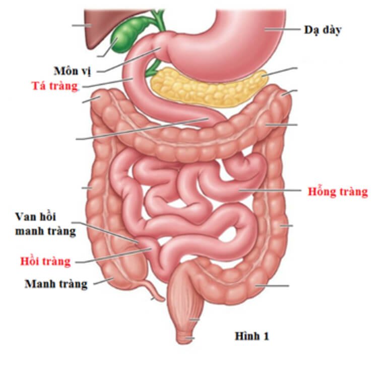 quá trình tiêu hóa thức ăn ở ruột non